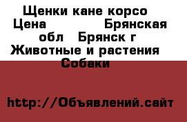 Щенки кане корсо › Цена ­ 17 000 - Брянская обл., Брянск г. Животные и растения » Собаки   